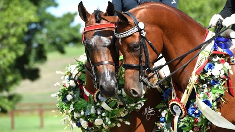Horse with decorative items around its neck