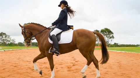 Dressage rider
