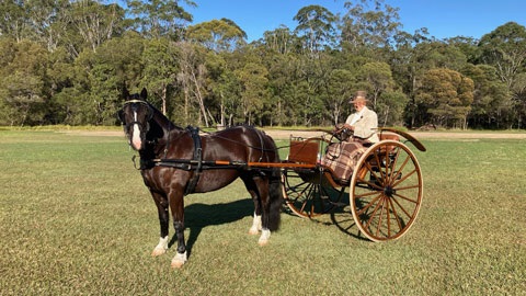 Brown horse attached to small buggy with lady in olden day clothing
